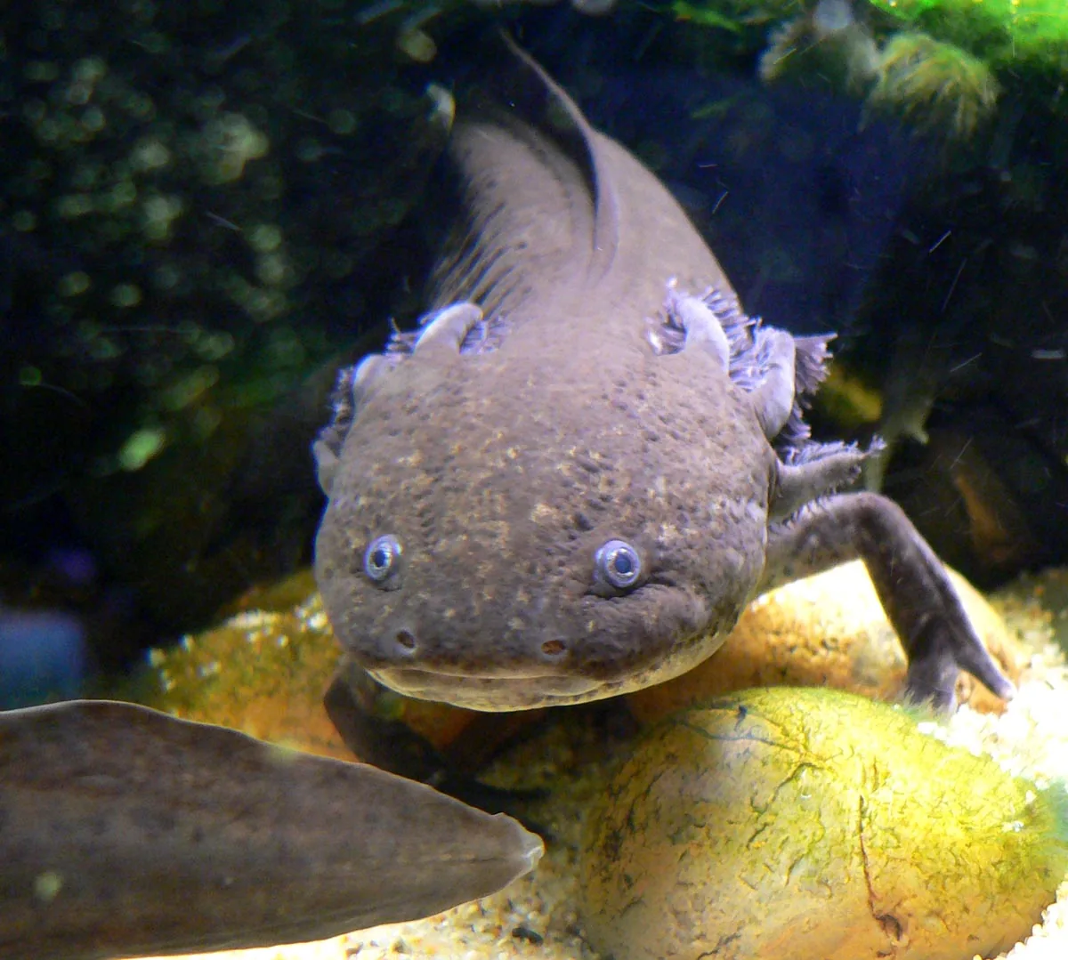 Axolotl im Aquarium mit gefiederten äußeren Kiemen