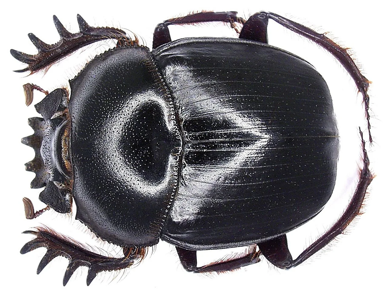 Schwarzer Mistkäfer Scarabaeus satyrus vor weißem Hintergrund