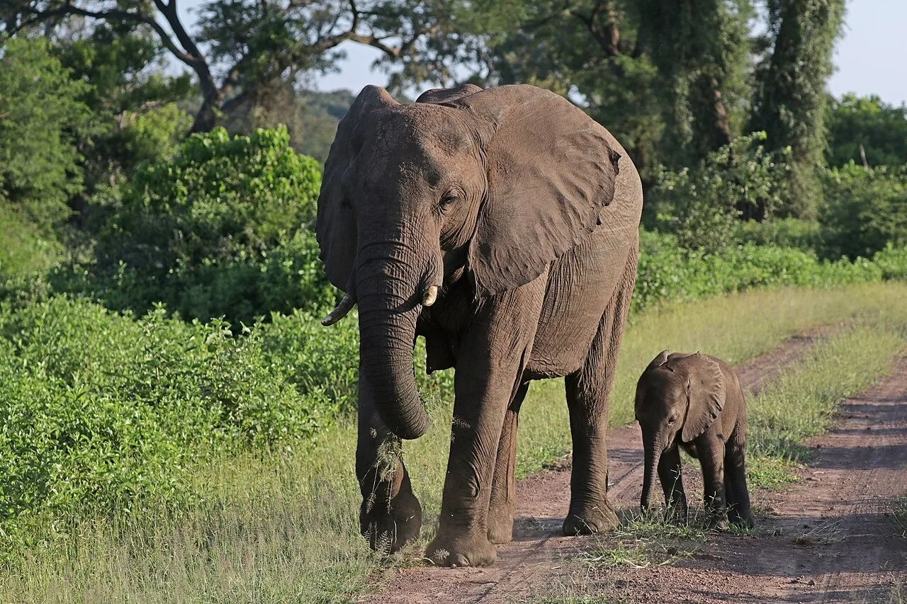Afrikanische Elefantenkuh und Jungtier auf einer Wiese