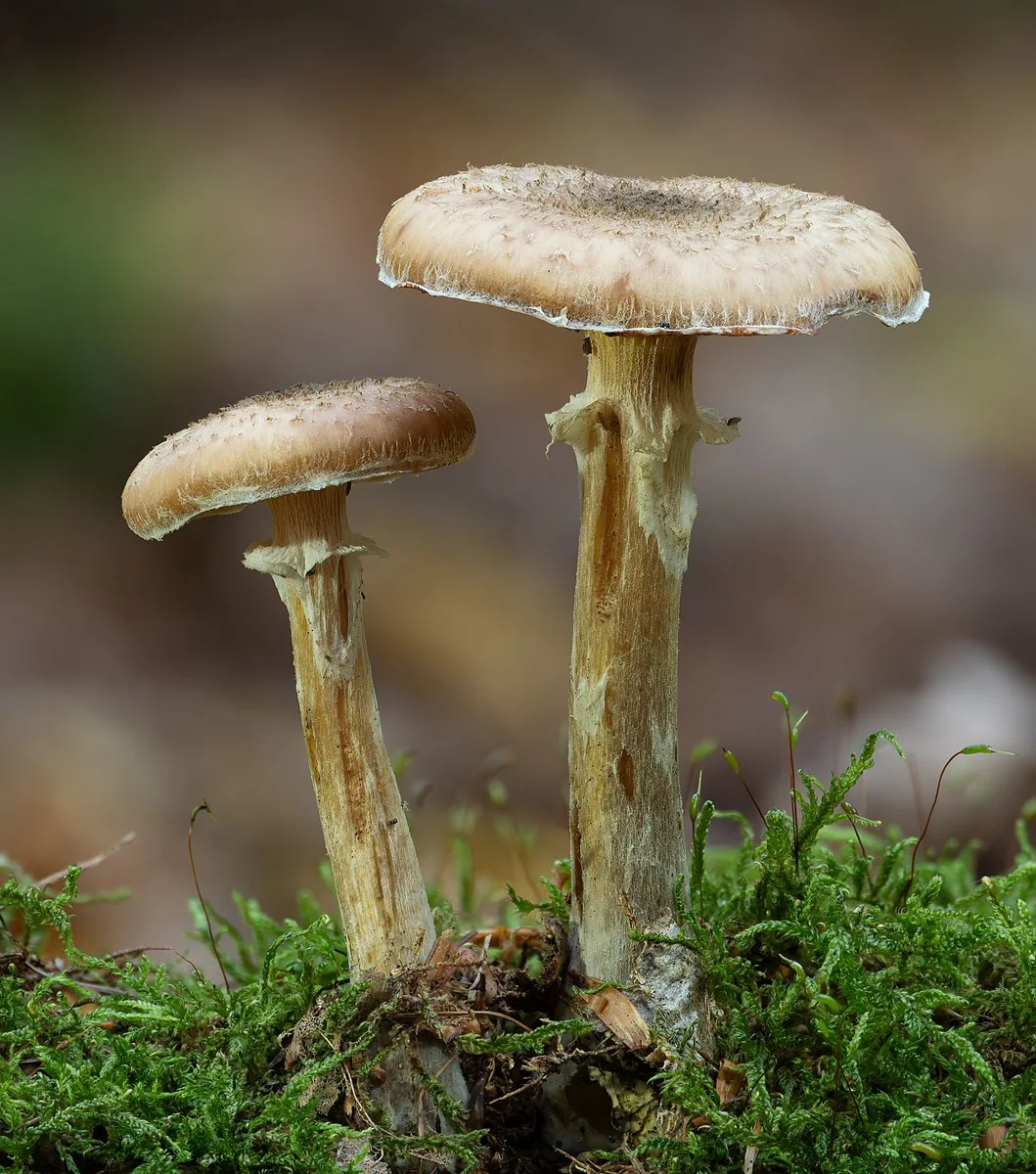 Mehrere Hallimasch-Fruchtkörper auf dem Waldboden
