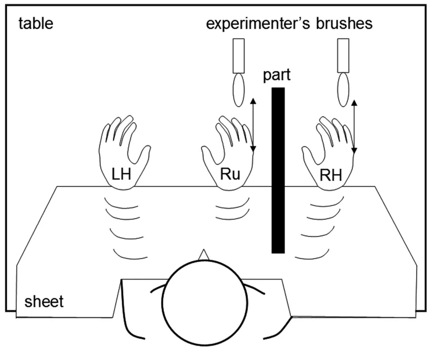 Versuchsschema mit verdeckter echter Hand, sichtbarer Gummihand und zwei Pinseln