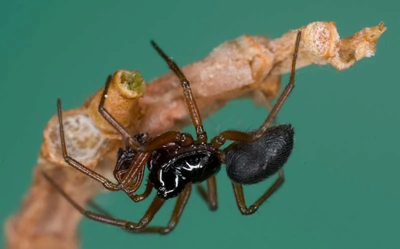 Kleine schwarze Zwergspinne an einem Pflanzenteil