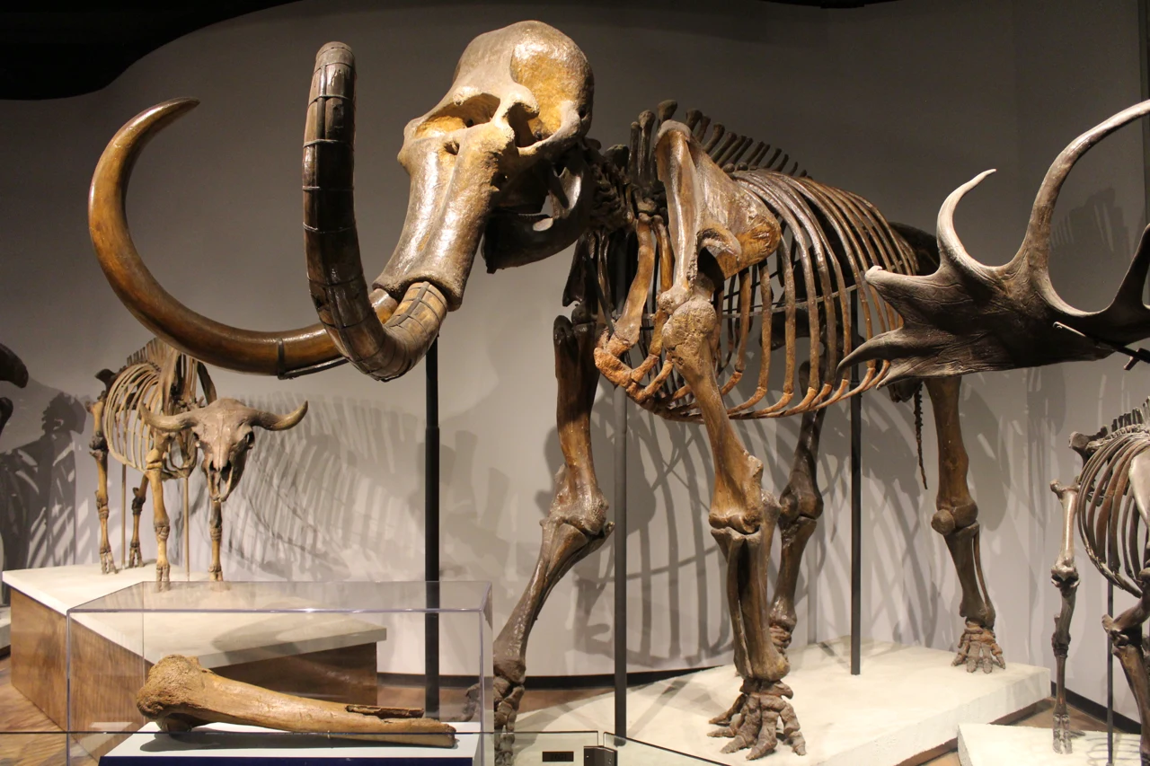 Skelett eines Wollhaarmammuts in einer Museumsausstellung