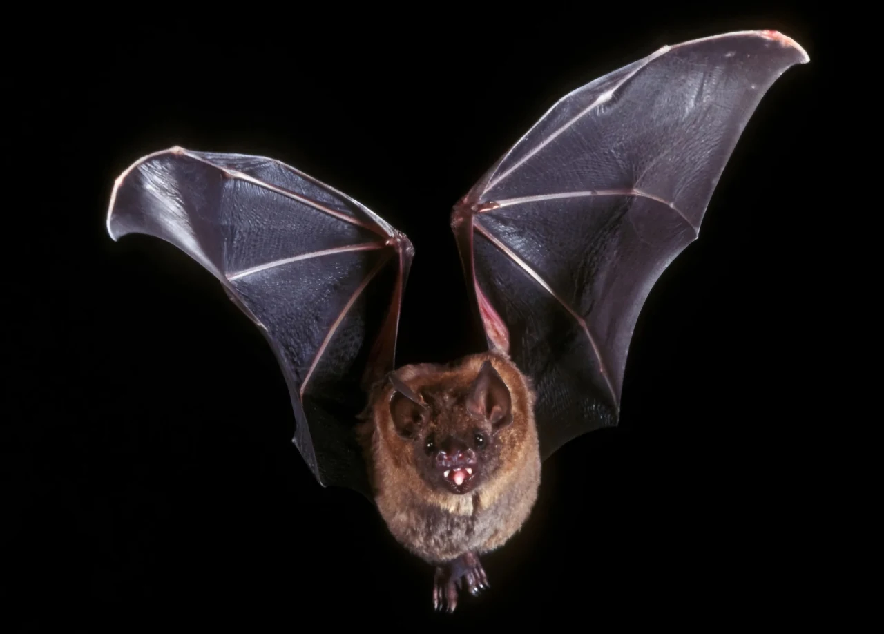 Fledermaus mit ausgebreiteten Flügeln vor dunklem Hintergrund