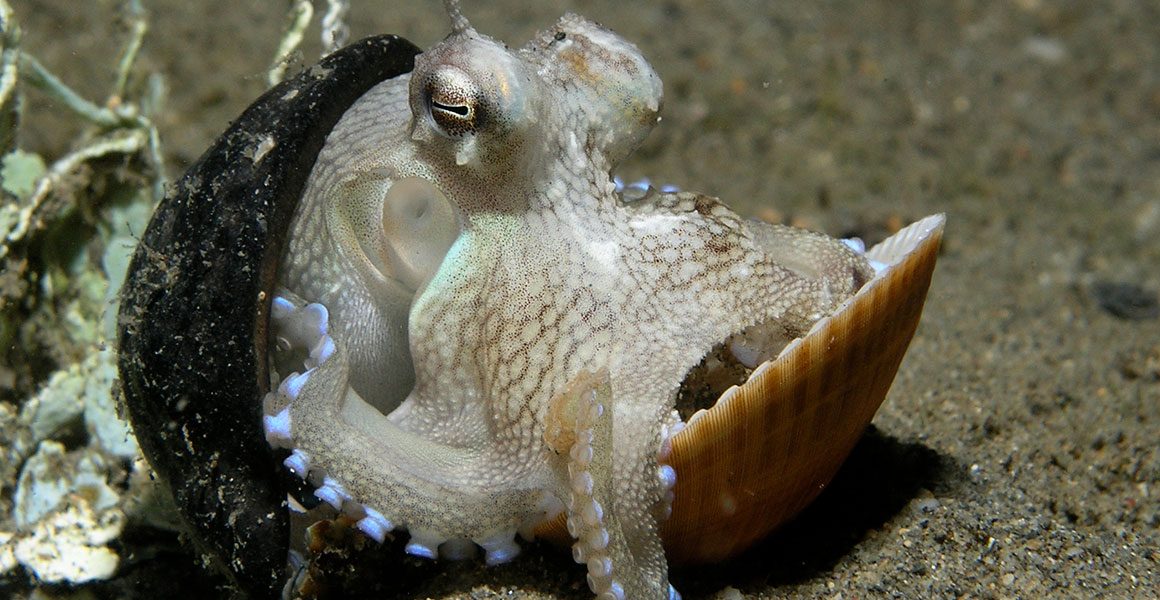 Ein kleiner Oktopus zwischen einer Kokosnussschale und einer Muschel.